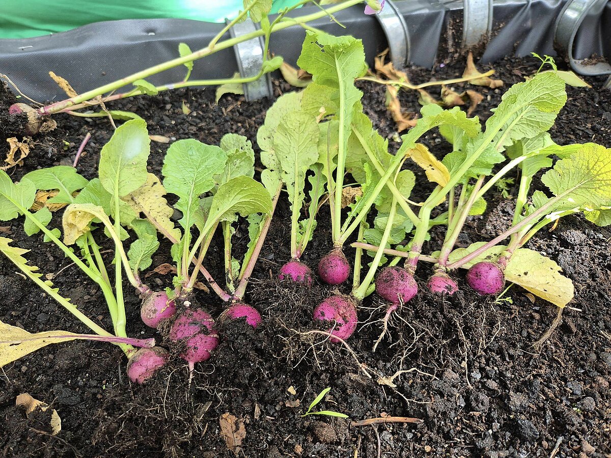 Gemüseanbau im Garten