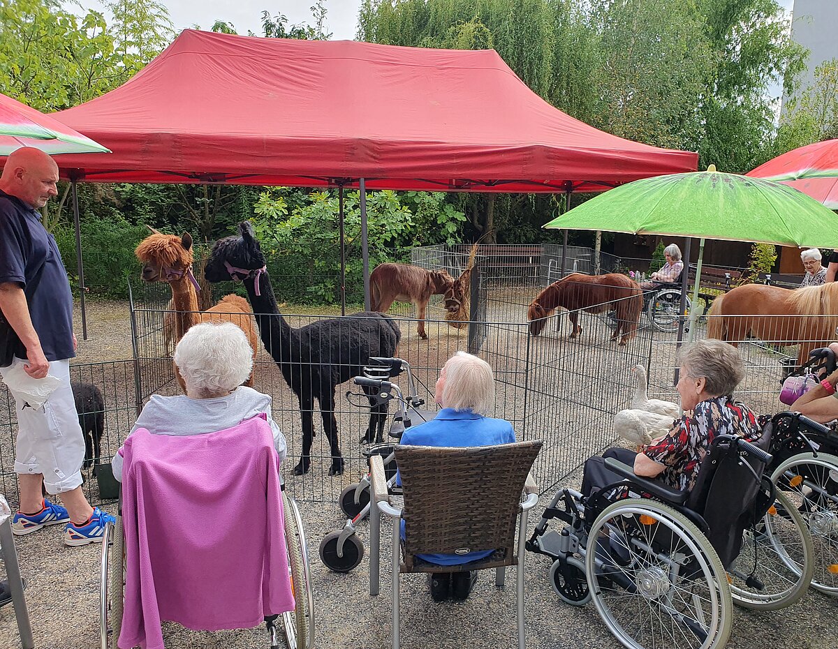 Streichelzoo vom Zirkus Frankordi im Garten