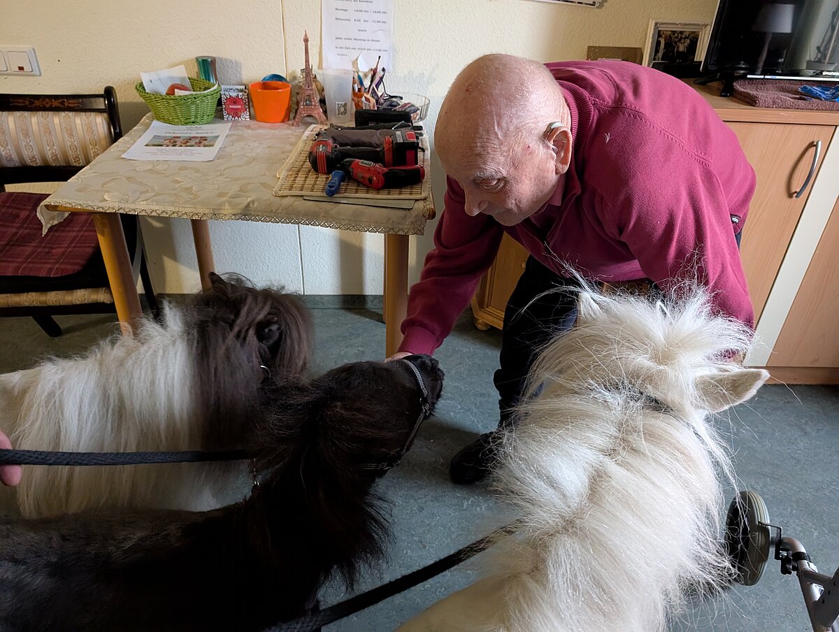 Ponys zu Besuch auf den Wohnbereichen