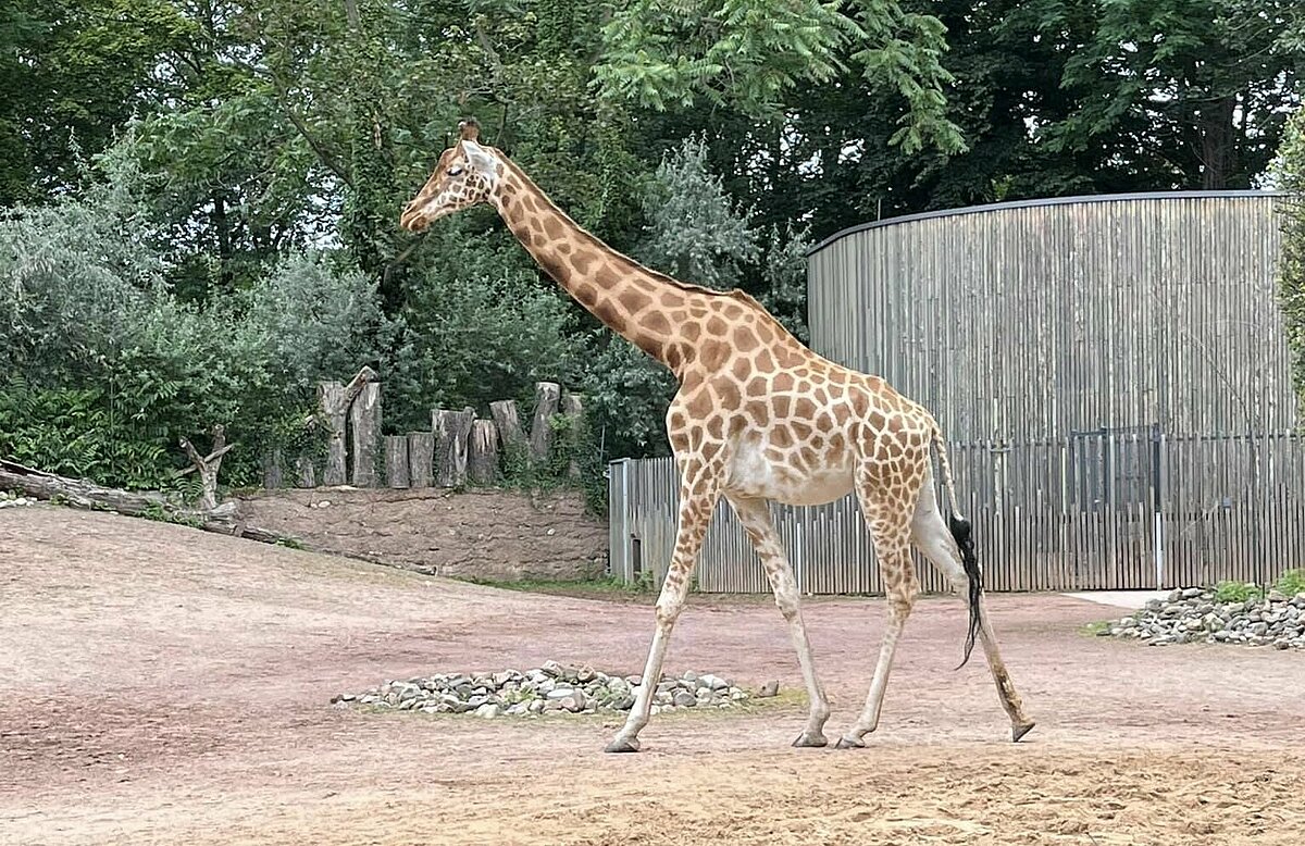 Giraffe im Tierpark
