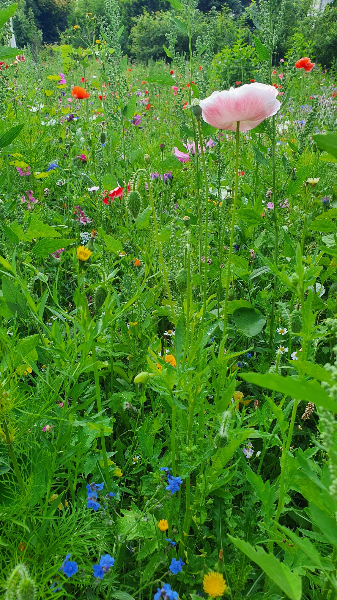 Wildblumenwiese